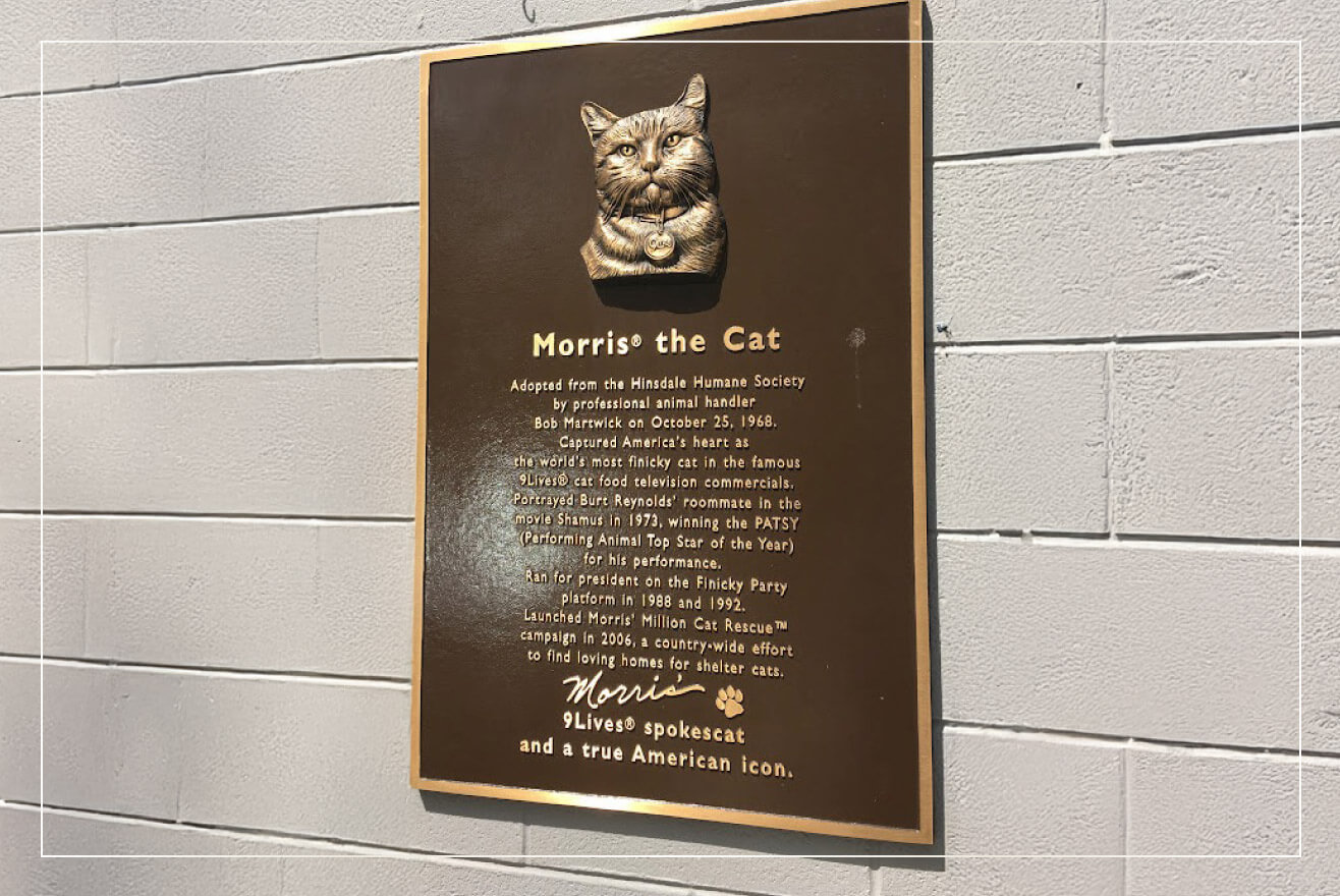 Bronze memorial plaque for Morris the Cat.